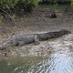 Hinchinbrook Island wildlife & Croc Spotting Tour