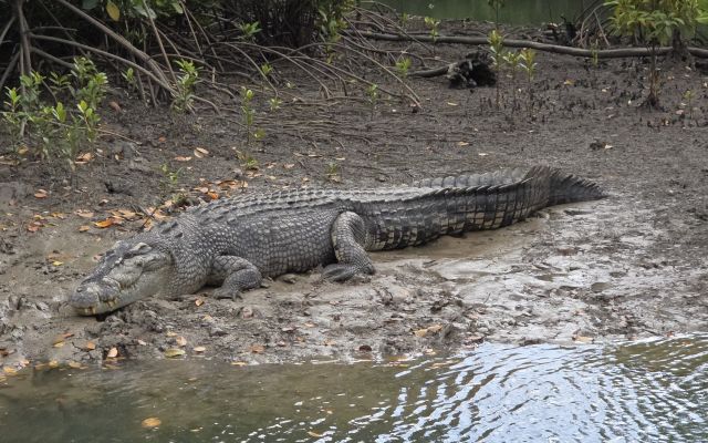 Hinchinbrook Island wildlife & Croc Spotting Tour